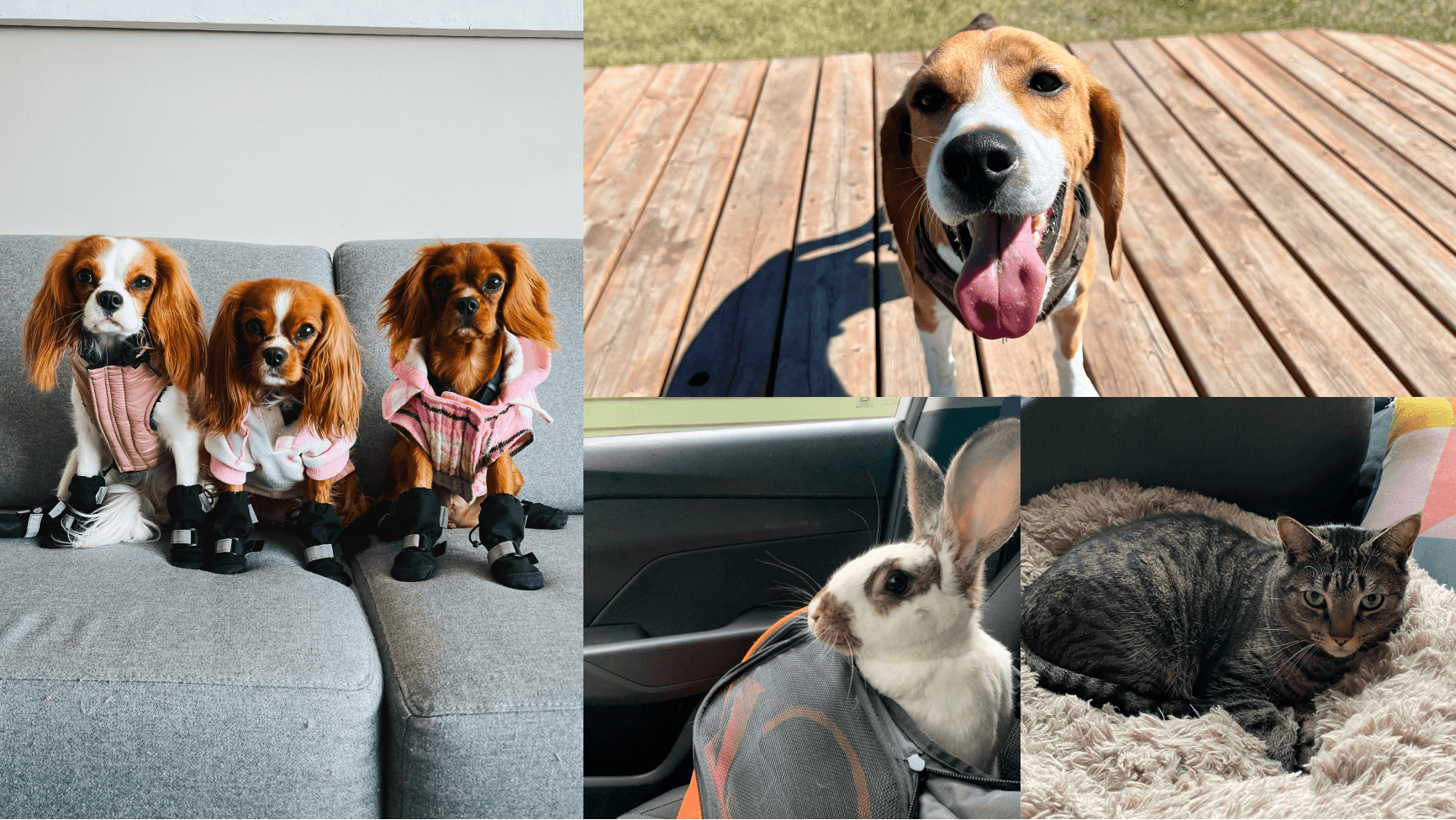 A photo of Habanero pets including 4 dogs, a cat and a bunny.